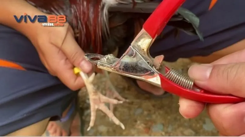 cach-cat-cua-ga-don-gian